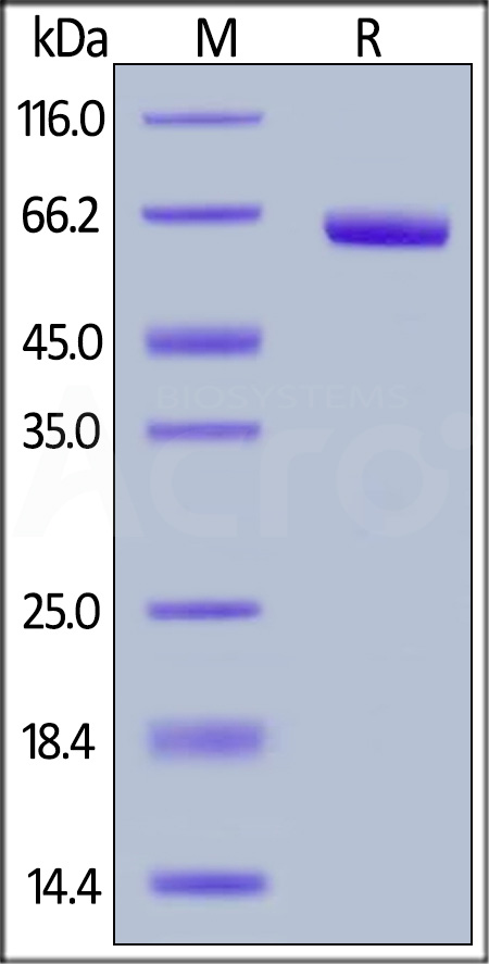 CD2-H5251-sds