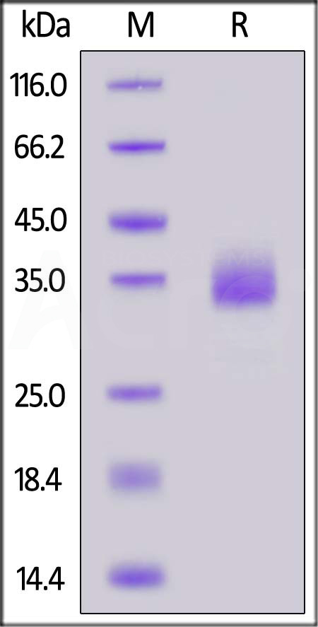 CD2-H52H3-sds