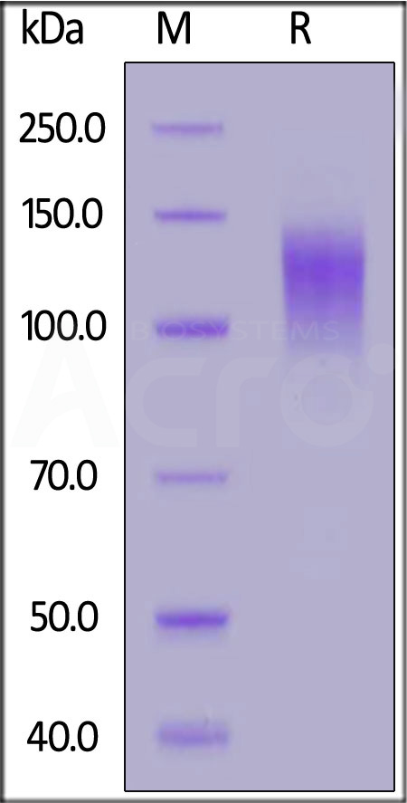 CD2-R52H3-sds