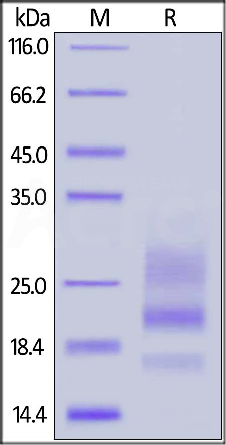 CD3-H5223-sds