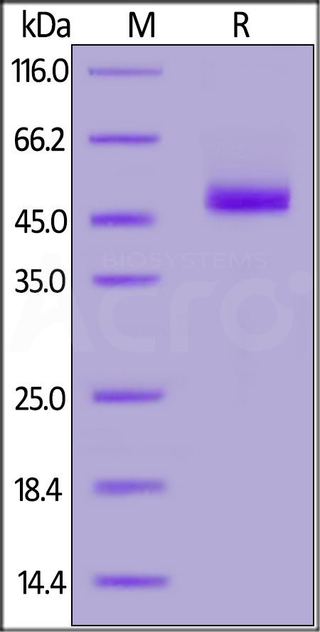 CD3-H5255-sds