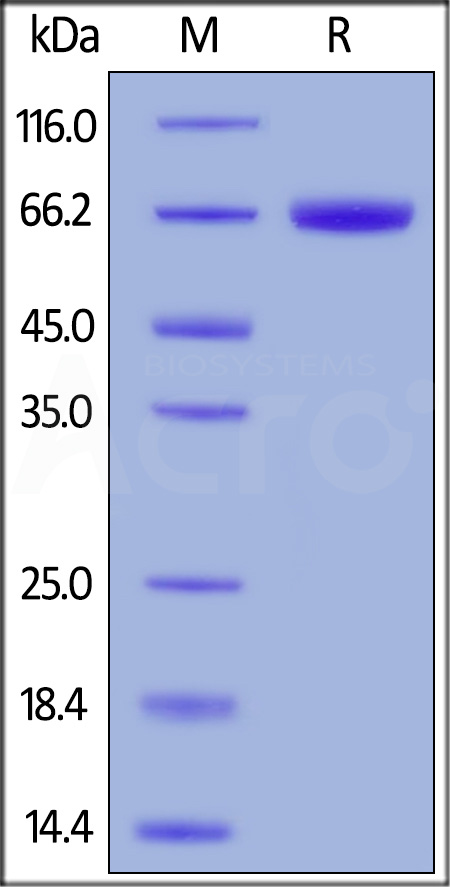 CD3-H5257-sds