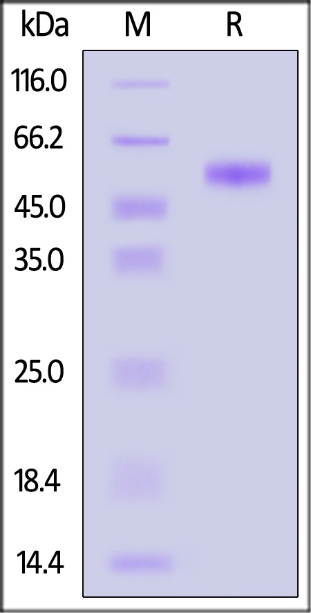 Siglec-3 SDS-PAGE