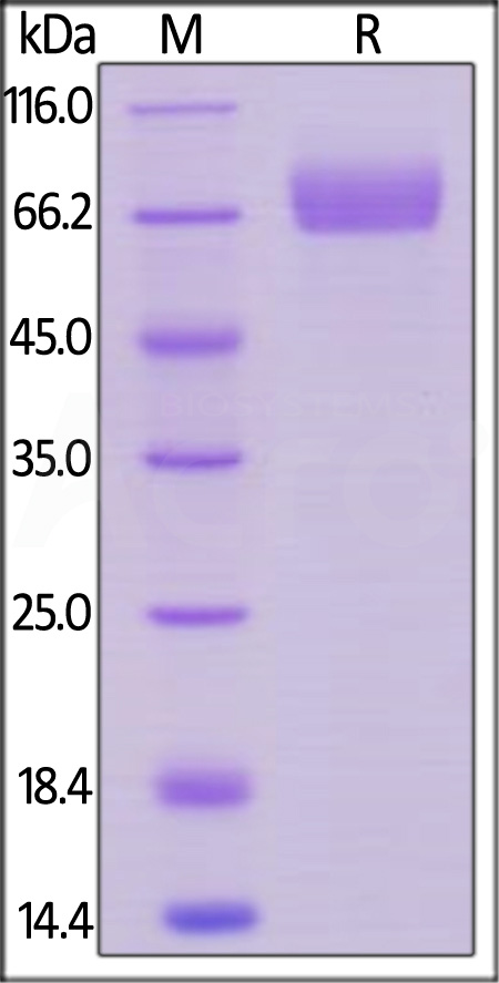 Siglec-3 SDS-PAGE