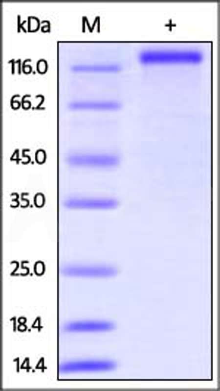 CD3-H52E8-sds