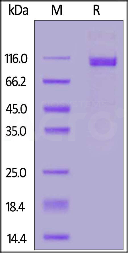 CD133 SDS-PAGE