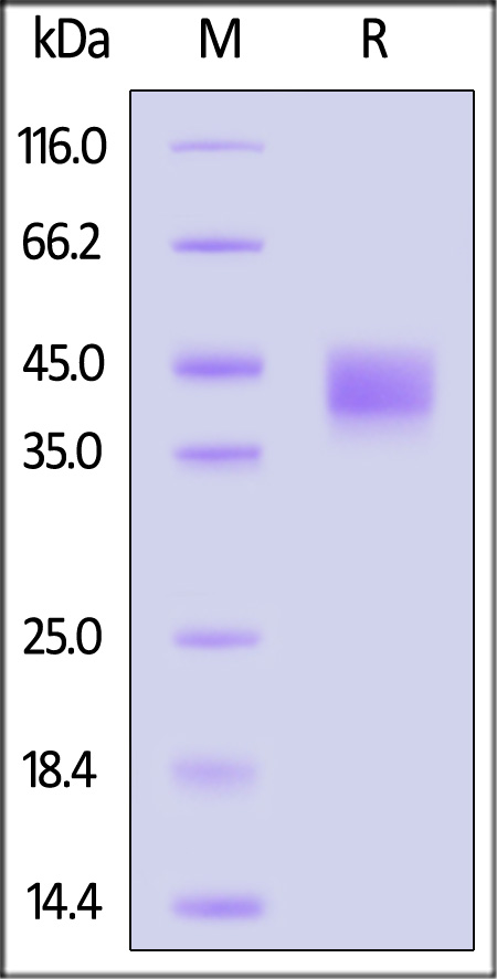 Siglec-3 SDS-PAGE