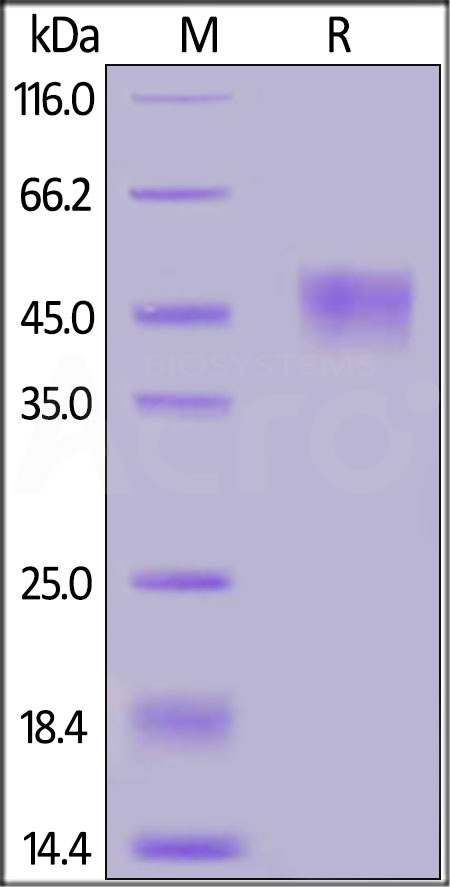 CD4-C5257-sds