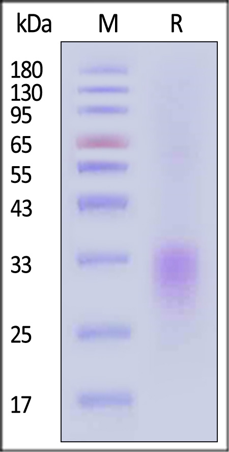 CD24 SDS-PAGE