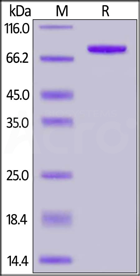 CD4 SDS-PAGE