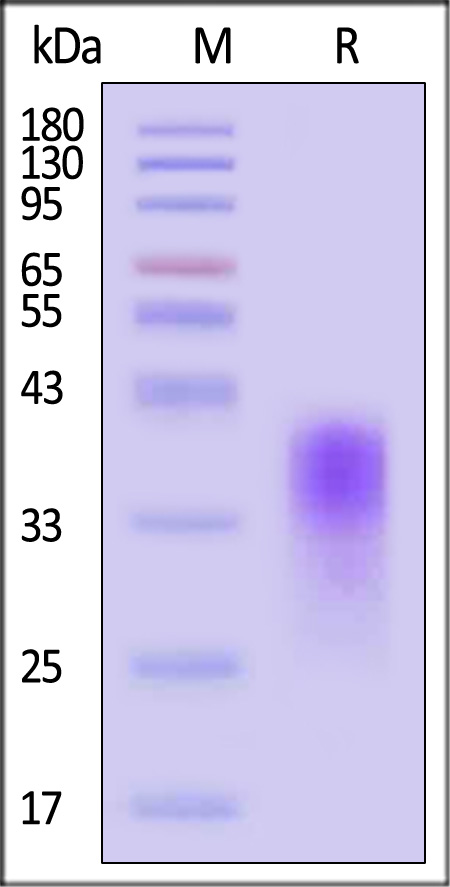 CD24 SDS-PAGE