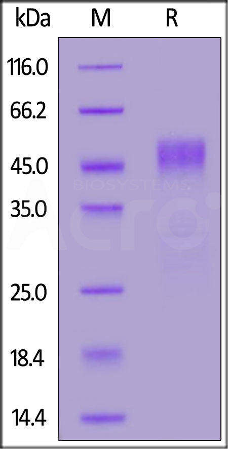 CD24 SDS-PAGE