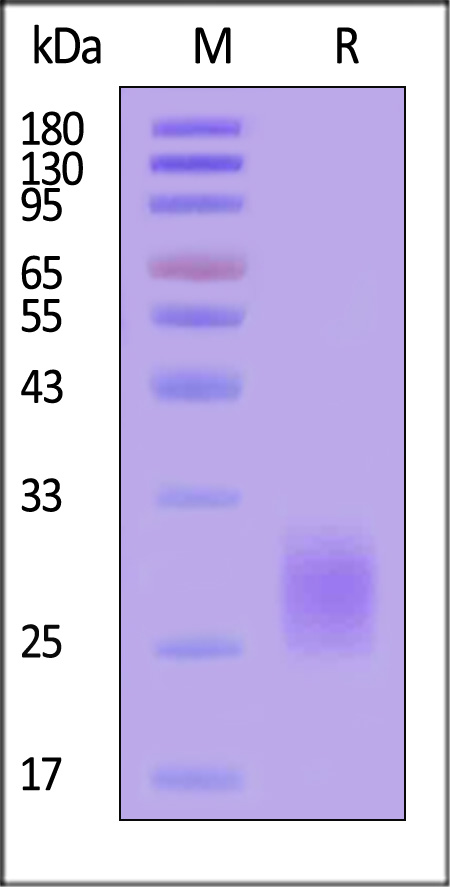 CD4-H52H8-sds