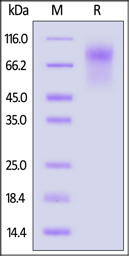 CD34 SDS-PAGE