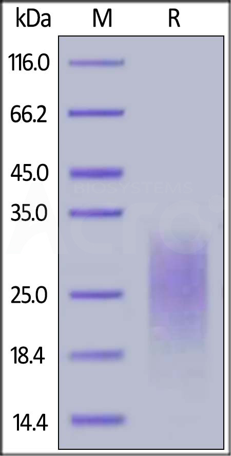 CD24 SDS-PAGE