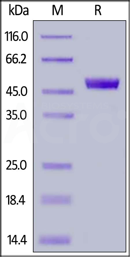 CD4 SDS-PAGE