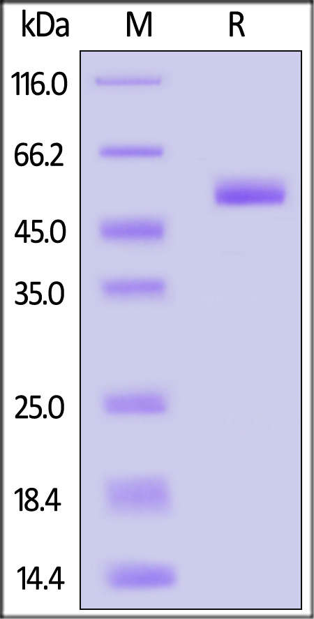 CD4 SDS-PAGE