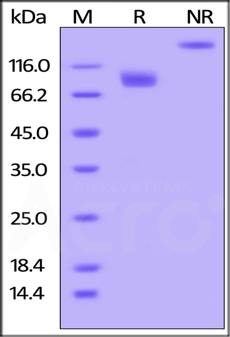 CD155 SDS-PAGE