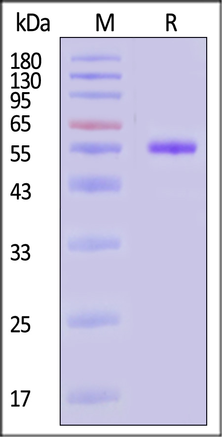 CD5-H5255-sds