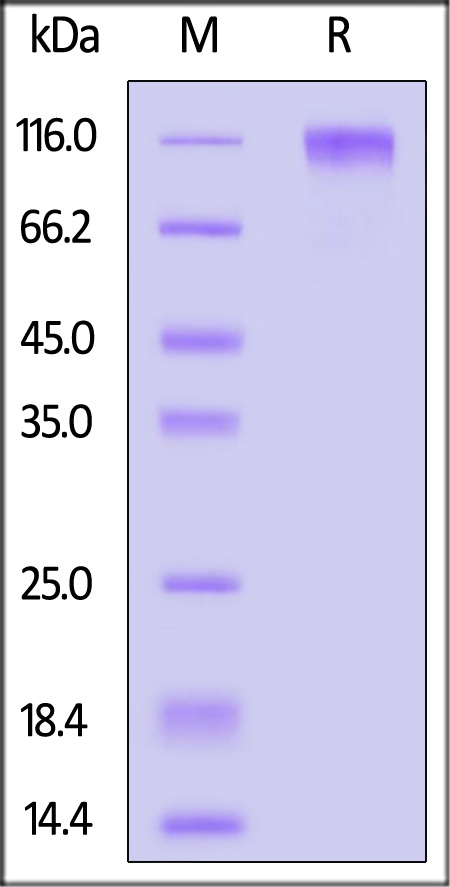 CD45RA SDS-PAGE