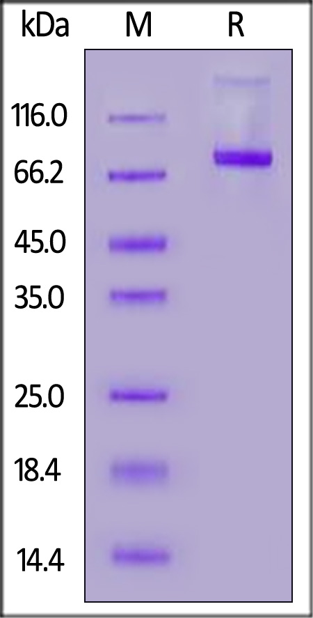 CD5 SDS-PAGE