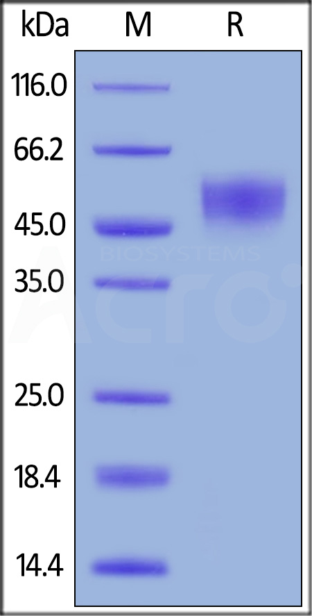 CD5-R52H5-sds