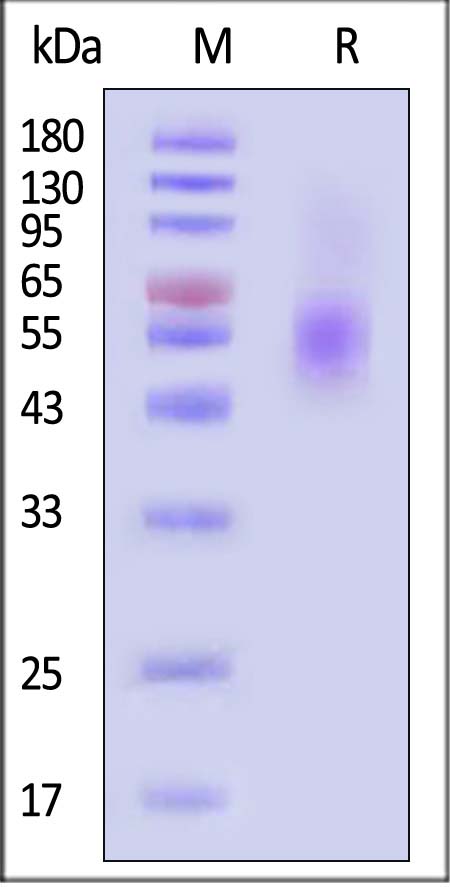 CD155 SDS-PAGE