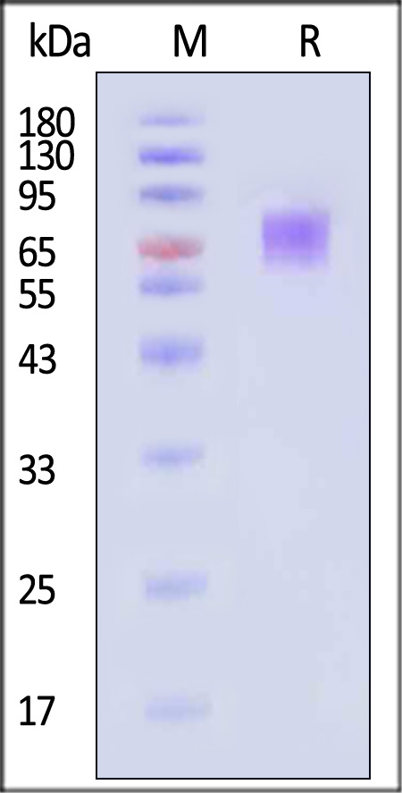 CD6 SDS-PAGE