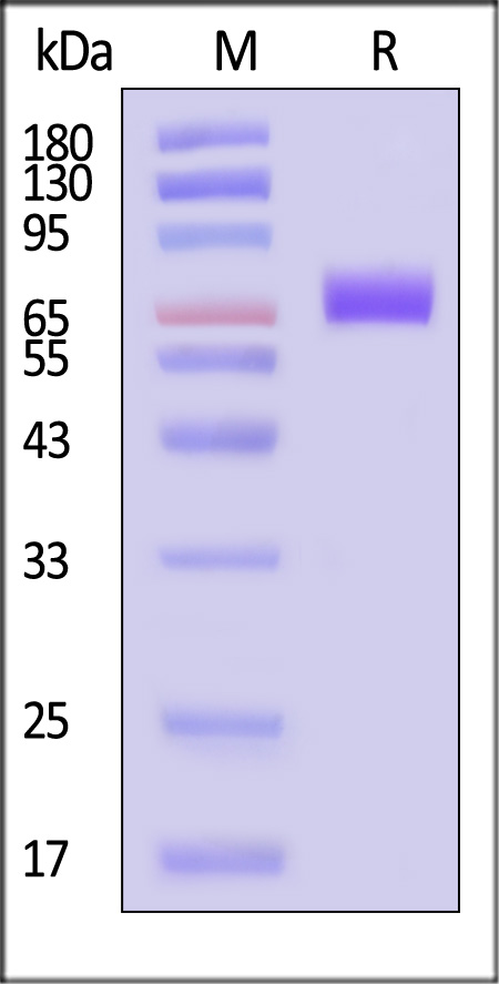 CD6-H5221-sds