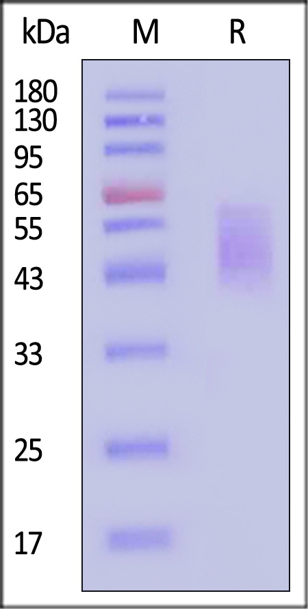 B7-2 SDS-PAGE