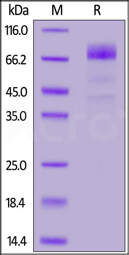 CD6-H82E9-sds