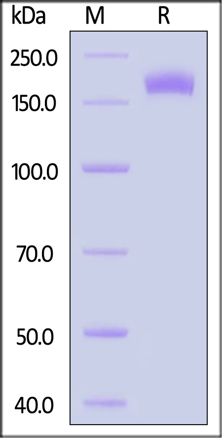 CD206 SDS-PAGE