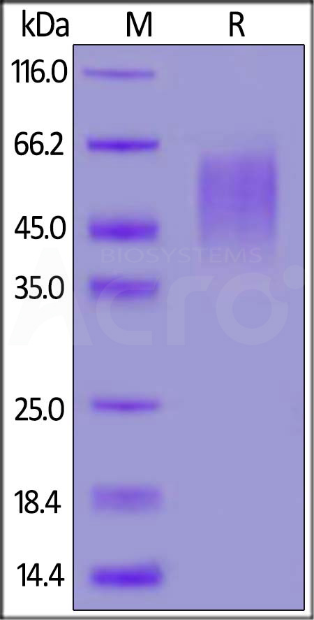 B7-2 SDS-PAGE