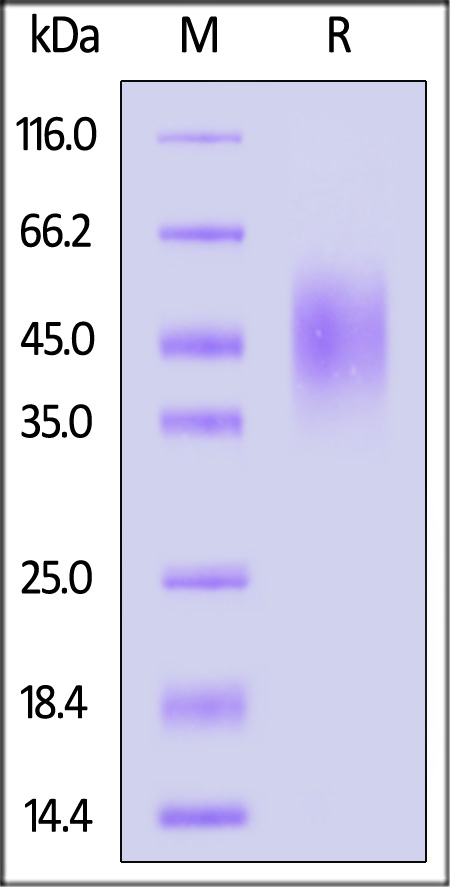 B7-2 SDS-PAGE