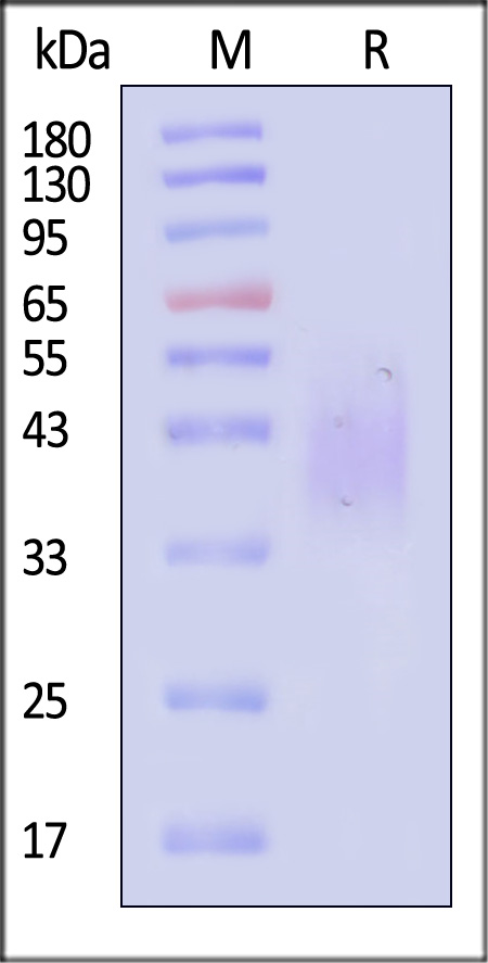 CD7-C52H1-sds