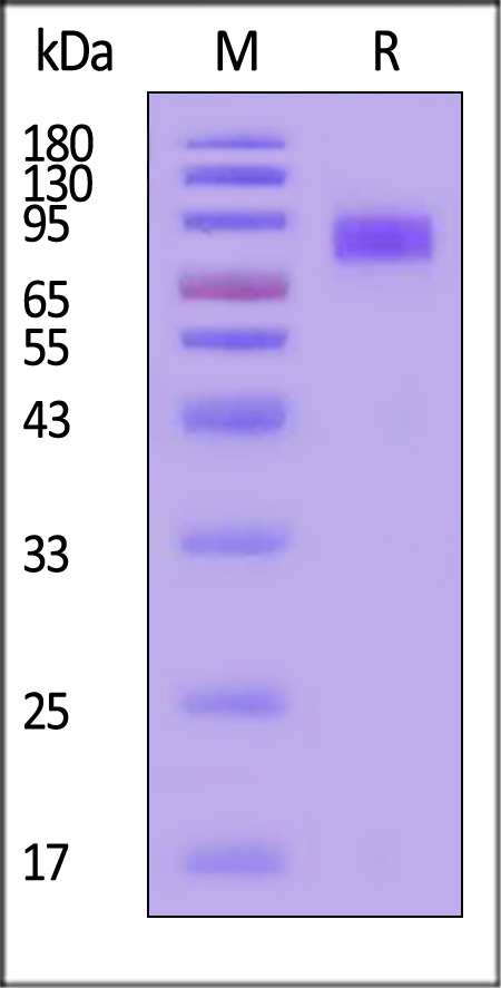 CD7-C82E4-sds