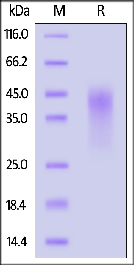 CD7-H522b-sds