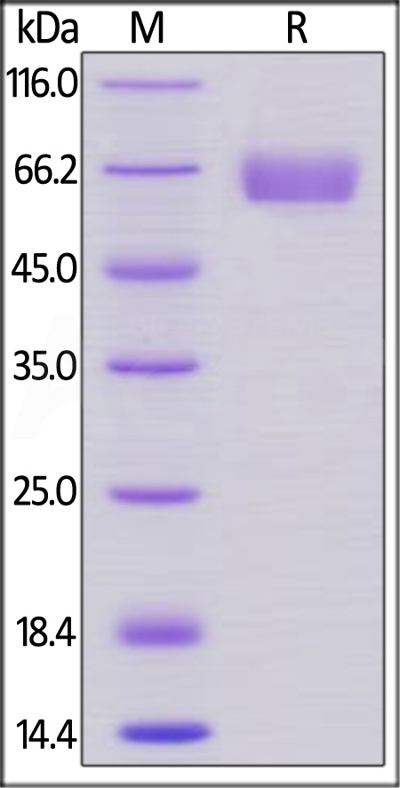 CD47 SDS-PAGE