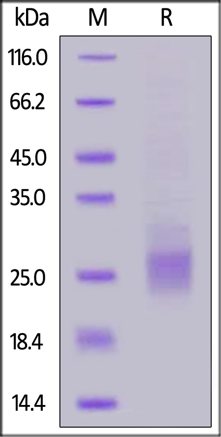 CD7-H52H3-sds