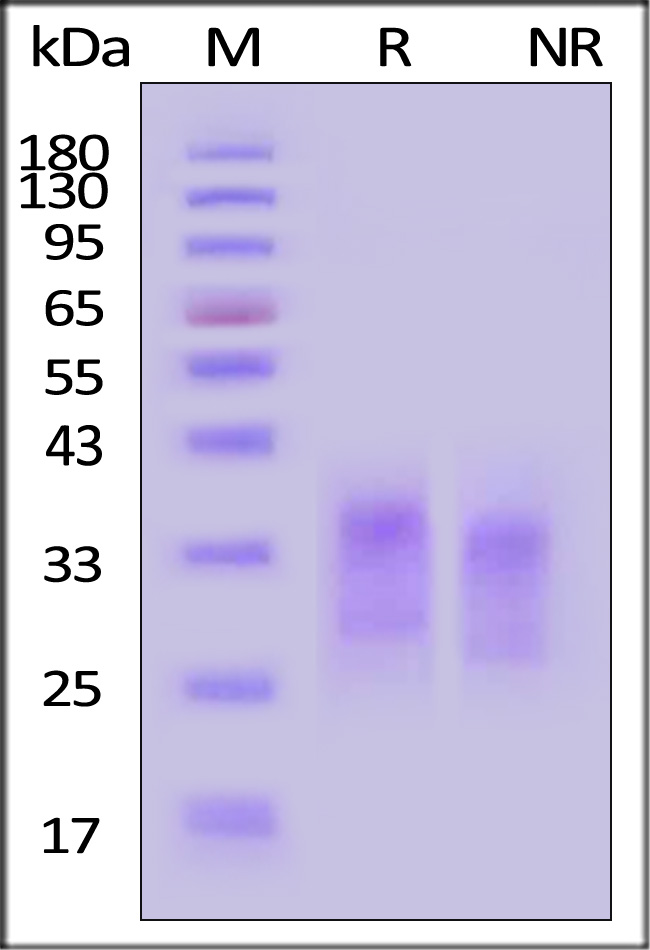 CD7 SDS-PAGE