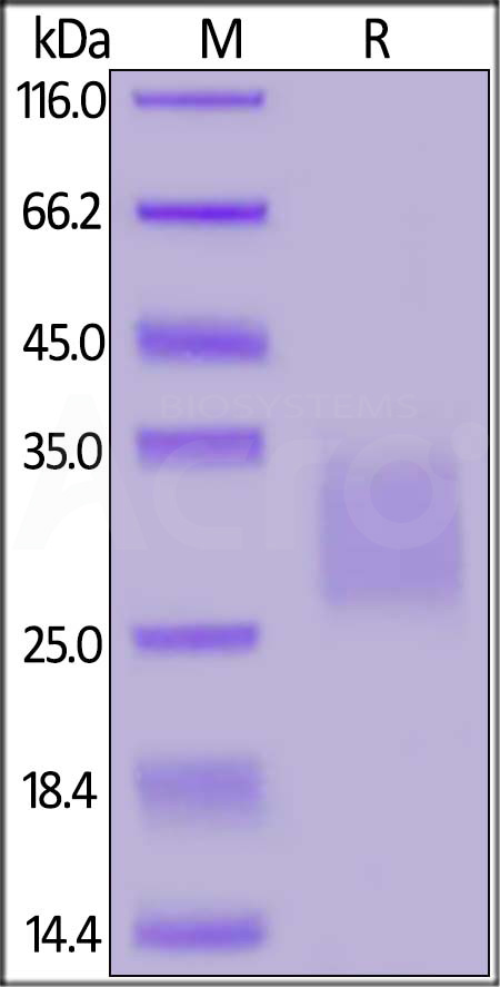 CD7 SDS-PAGE