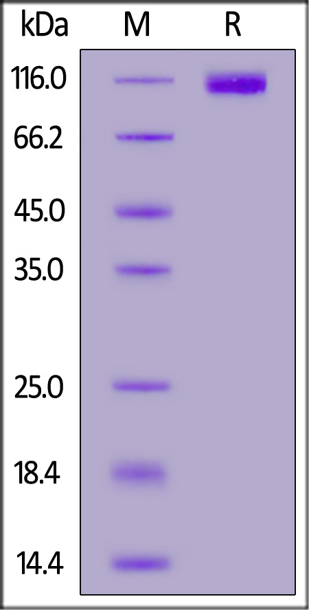 CD7-R5259-sds