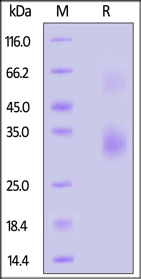 CD27 SDS-PAGE