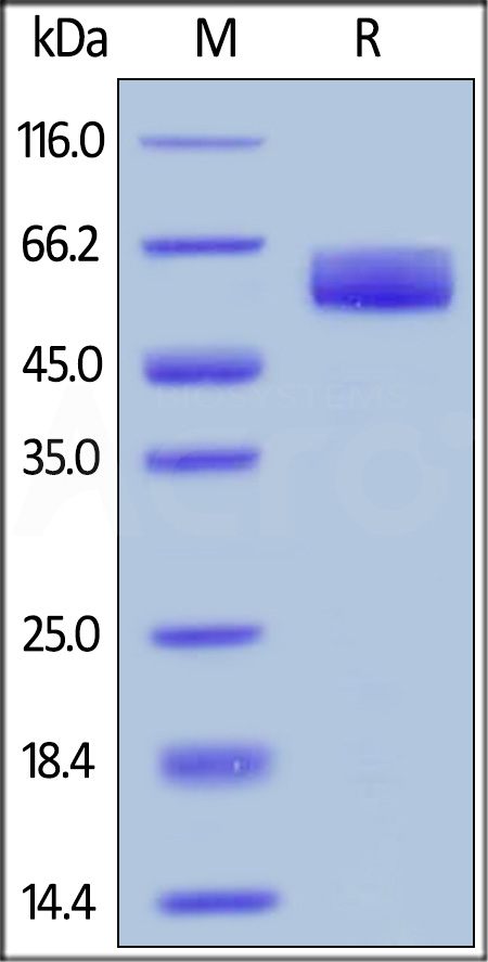 CD8-H5247-sds