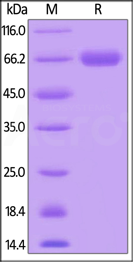 Human CD38, Mouse IgG2a Fc Tag (Cat. No. CD8-H5253) SDS-PAGE gel