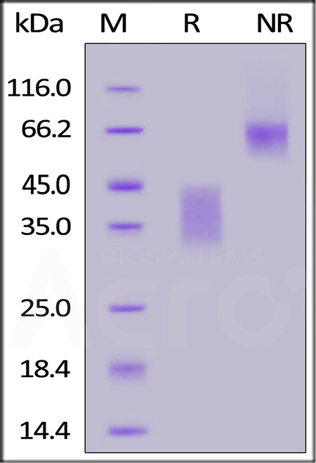 CD28 SDS-PAGE