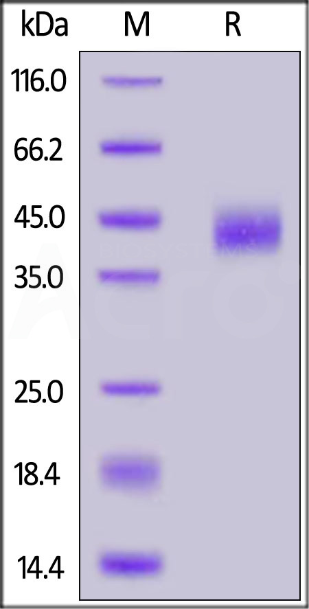 CD8-HF2H5-sds