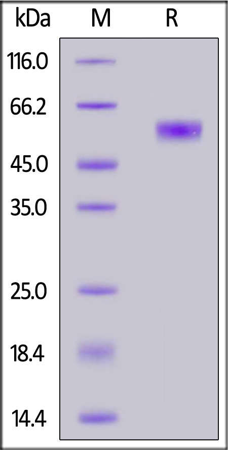 Mouse CD28, Fc Tag (Cat. No. CD8-M5258) SDS-PAGE gel