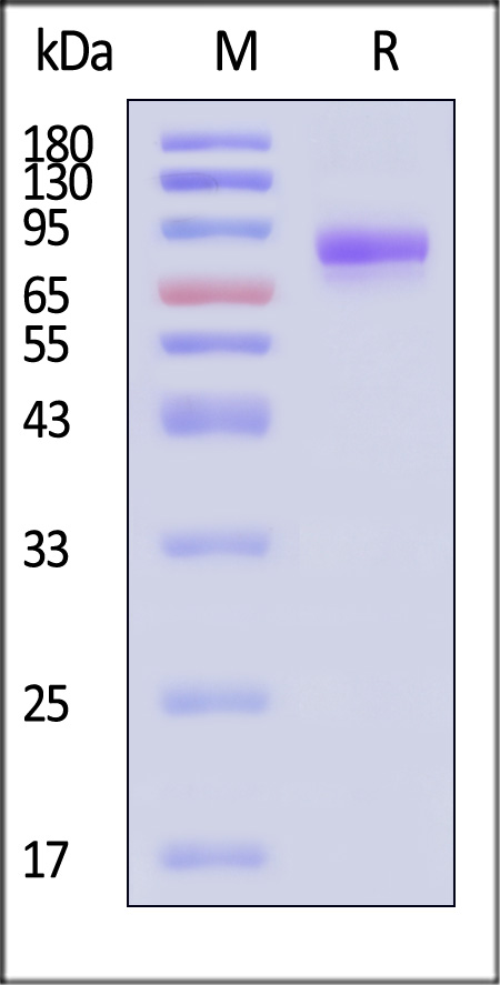 CD9-C5354-sds