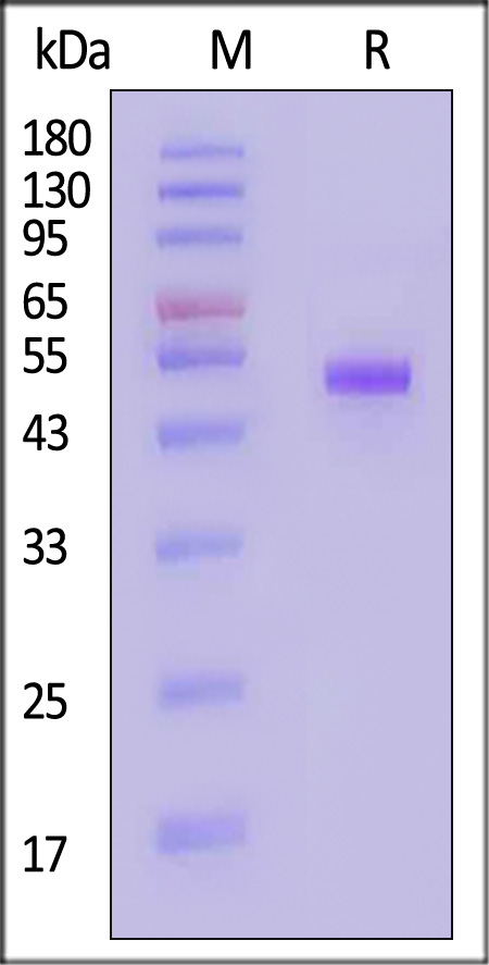 CD9-H5254-sds